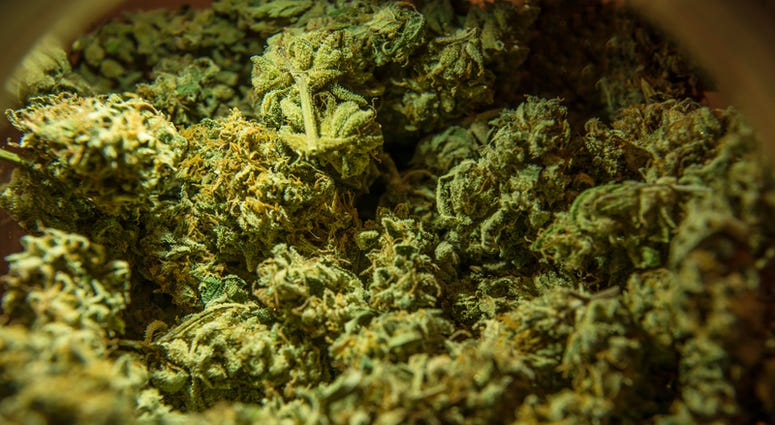 Cannabis marijuana sativa heads in the store. Cannabis marijuana sativa heads in the store.