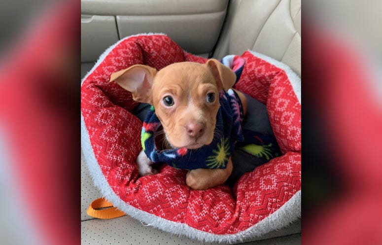 An 8-week-old puppy that was thrown from a moving vehicle on Dec. 11, 2019. Puppy Thrown From Window
