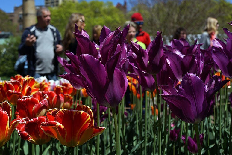 People look at tulips and other flowers at the Brooklyn Botanical Garden on May 5, 2013 in New York City. Brooklyn Botanical Garden