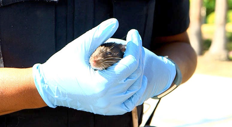 A woman living in a van in San Diego with her pet rats has agreed to give them up — all 300 of them. San Diego Rats