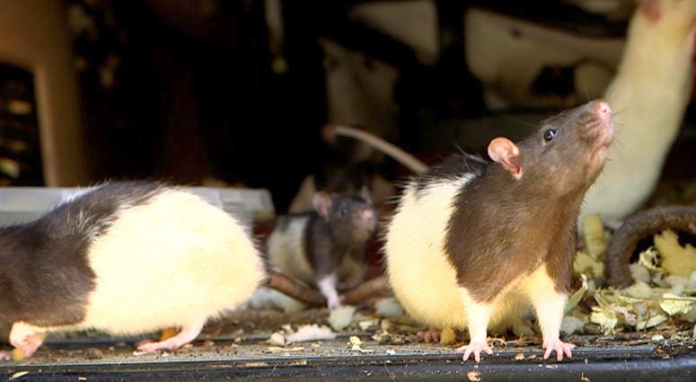 A woman living in a van in San Diego with her pet rats has agreed to give them up — all 300 of them. San Diego Rats