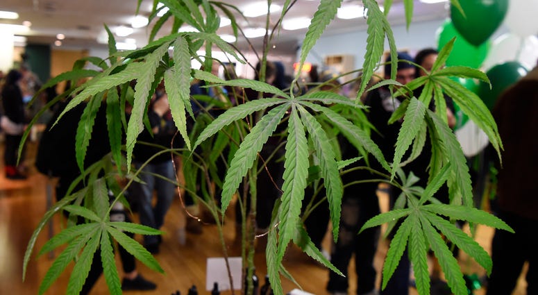 A marijuana plant is on display as customers line up to purchase cannabis at Harborside in Oakland, Calif., on January 1, 2018 Recreational Marijuana