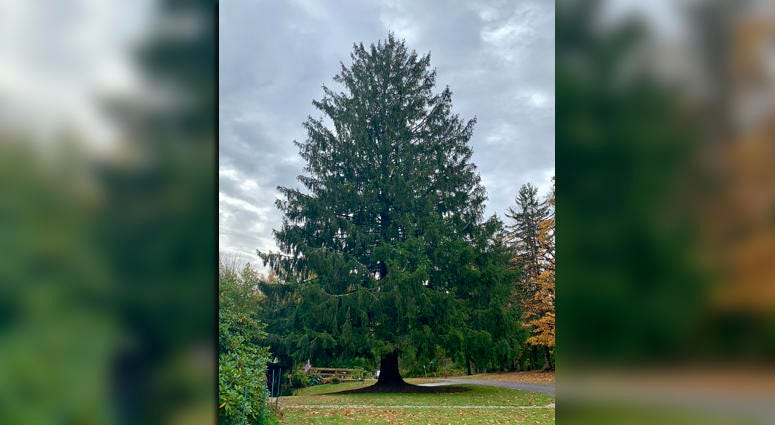 2019 Rockefeller Center Christmas Tree in Florida, NY 2019 Rockefeller Center Christmas Tree in Florida, NY