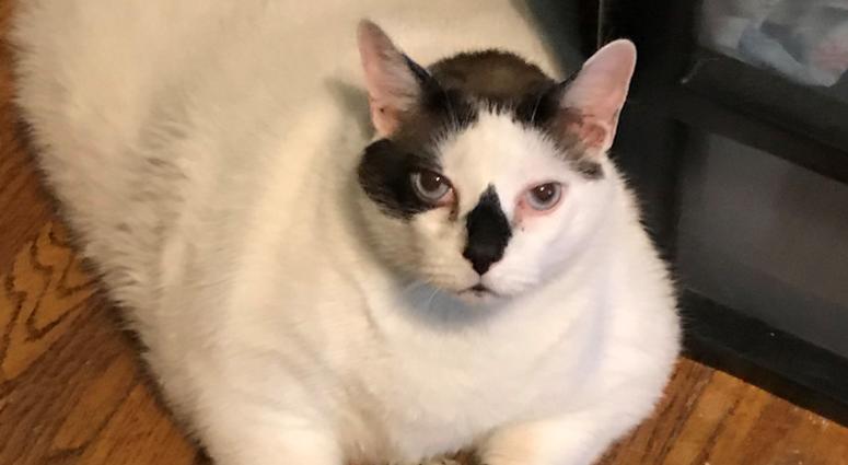 Barsik at his foster home in New York. Barsik