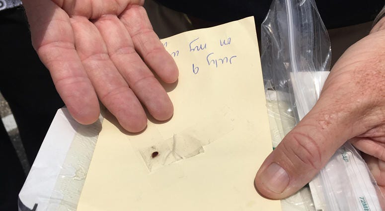 Bed bug found in Town of Hempstead building Bed bug in Town of Hempstead building