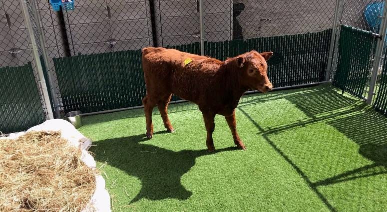 Cow rescued from the Major Deegan Expressway moved to Skylands Animal Sanctuary Bronx Cow