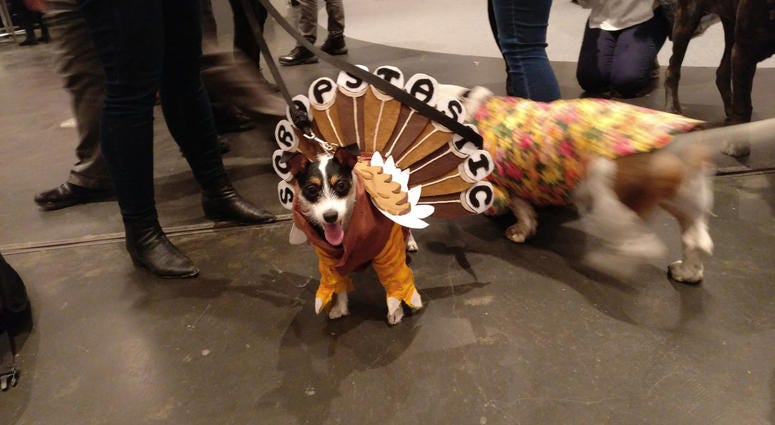 PetCon PetCon