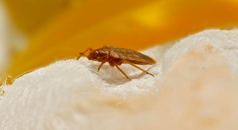 Bed bug Bed bug