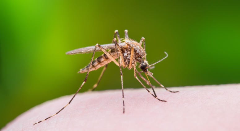 Mosquito Mosquito