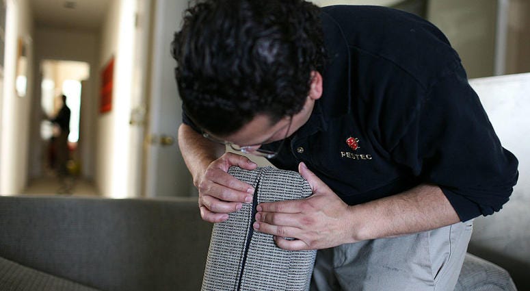 Pestec technician Carlos I. Agurto inspects a couch cushion for bed bugs at an apartment with bed bugs April 30, 2009 in San Francisco, California. Search for Bed Bugs
