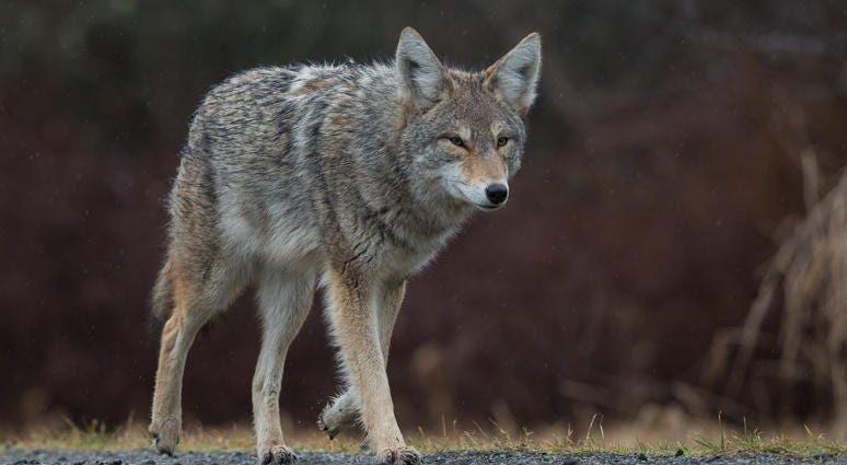 Coyote Coyote