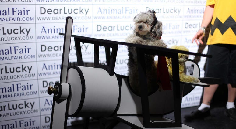 A general view of atmosphere at the 9th Annual Animal Fair Magazine's Halloween Pet Costume Party at 530 West 28th Street on October 26, 2009 in New York City. Pet Convention