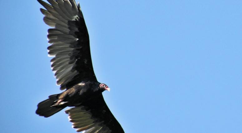 Turkey vulture Turkey vulture