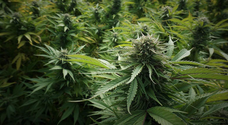 Marijuana Marijuana