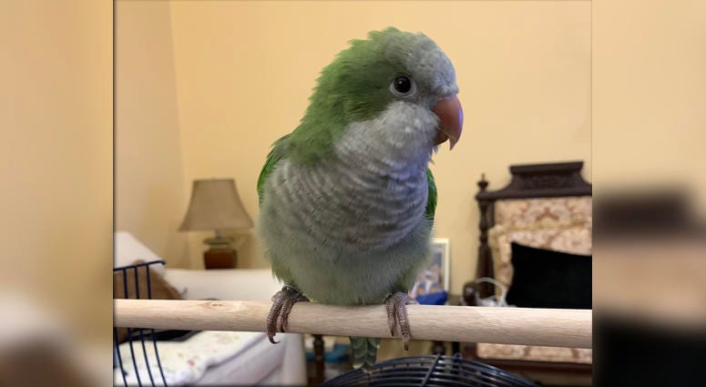 Sunny the parrot Sunny the parrot