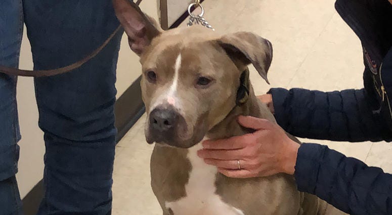 Zeus has been at the Town of North Hempstead Animal Shelter for 8 years and is looking for a forever home. Shelter Dog