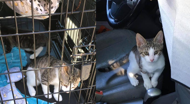 Kittens rescued from hot car on Long Island. Kittens Rescued From Hot car