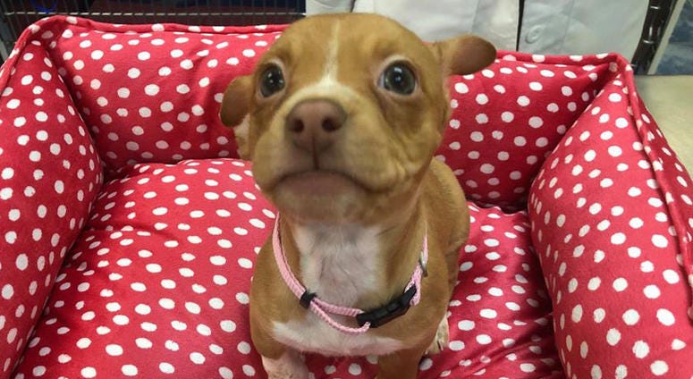 An 8-week-old puppy that was thrown from a moving vehicle on Dec. 11, 2019. Puppy Thrown From Window