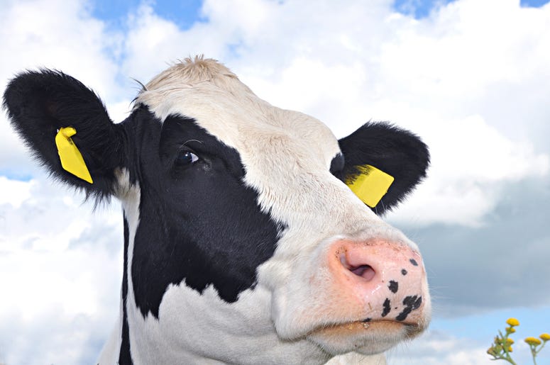 Happy Cow