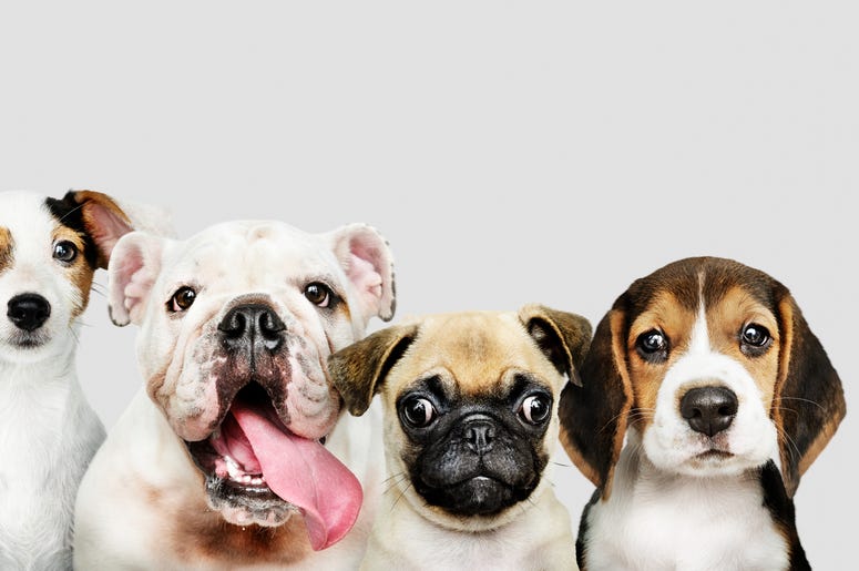 Dogs Puppies