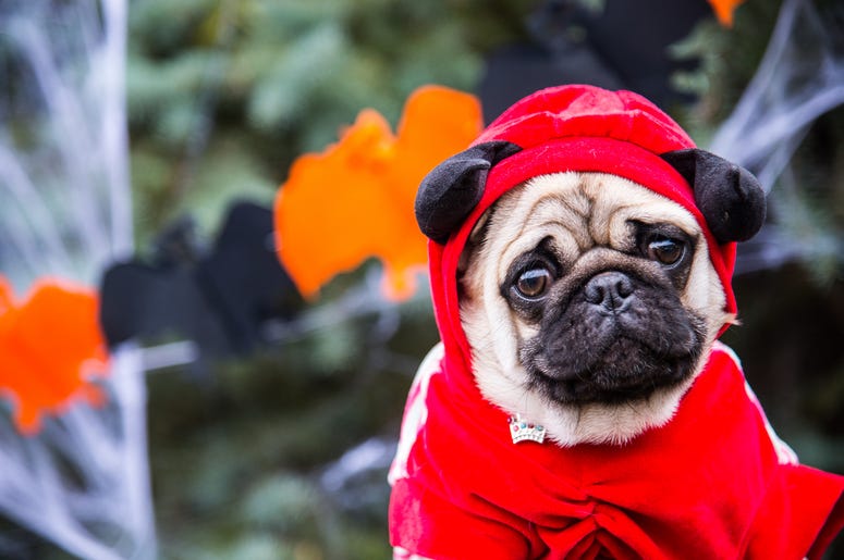 Dog in Halloween costume