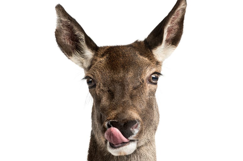 Hello Deer