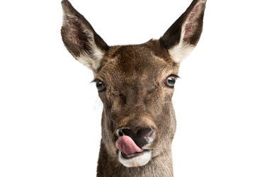 Hello Deer