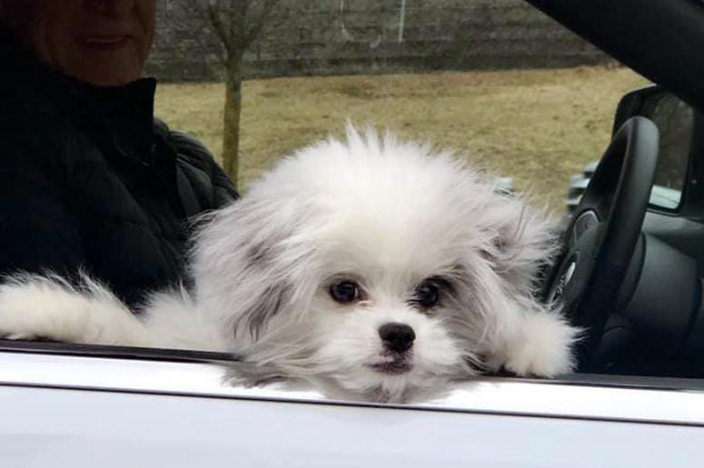 Causi Dog
