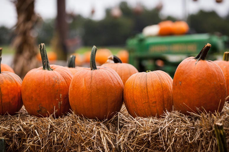 Pumpkin Patch