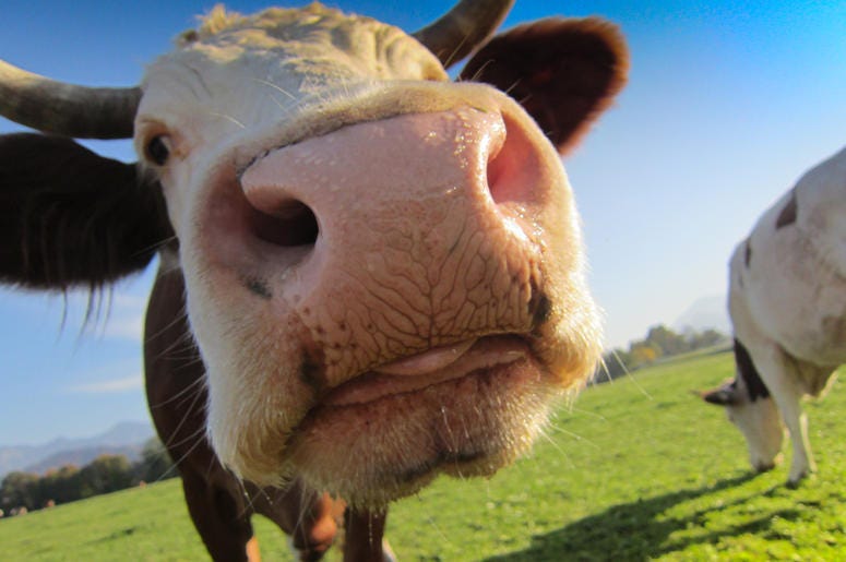 Happy Cow