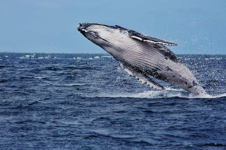 Whale breaking the water