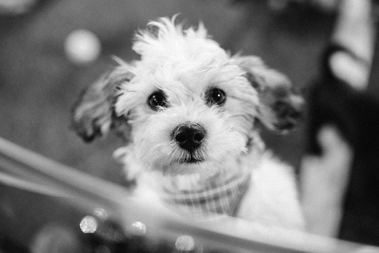Adoptable puppy