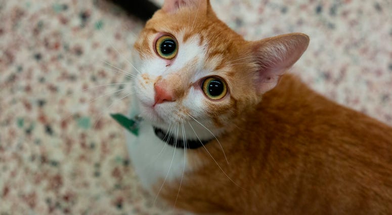 Cat: Apollo