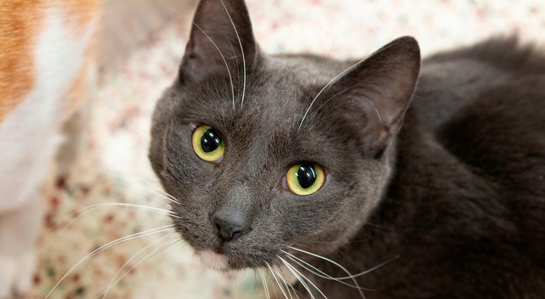Cat: Gil