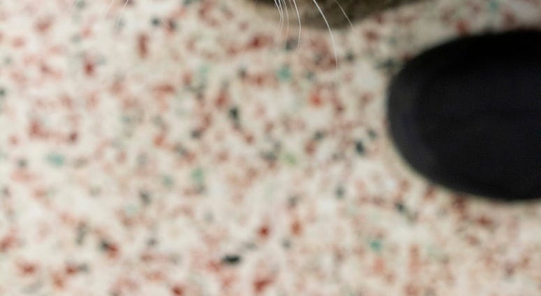 Cat: Nesbit