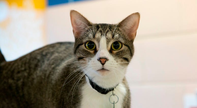 Cat: Robert