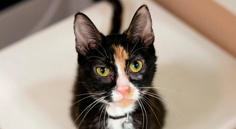 Cat: Steph