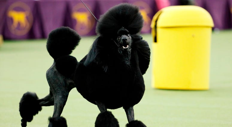 Westminster Dog Show