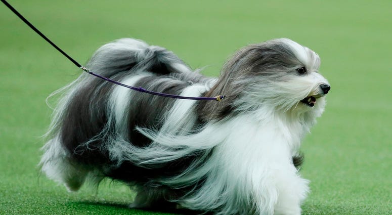 Westminster Dog Show