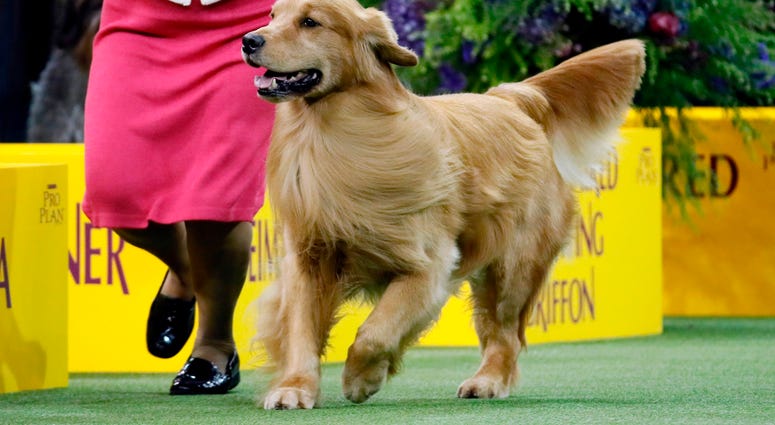 Westminster Dog Show