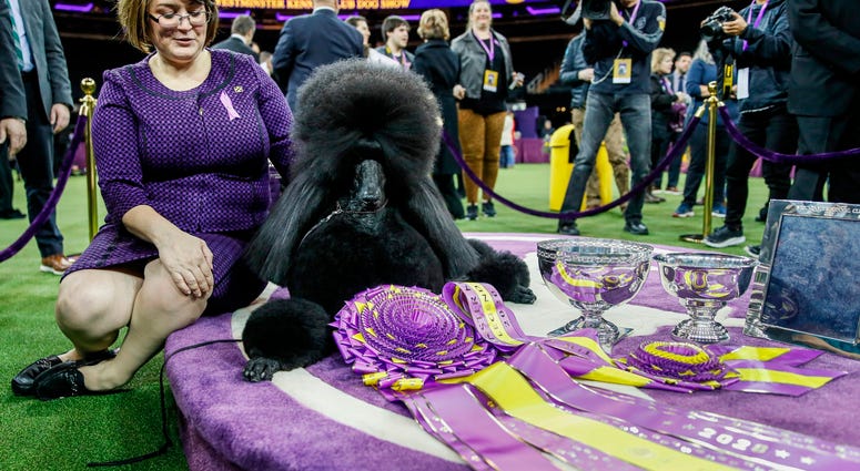 Westminster Dog Show