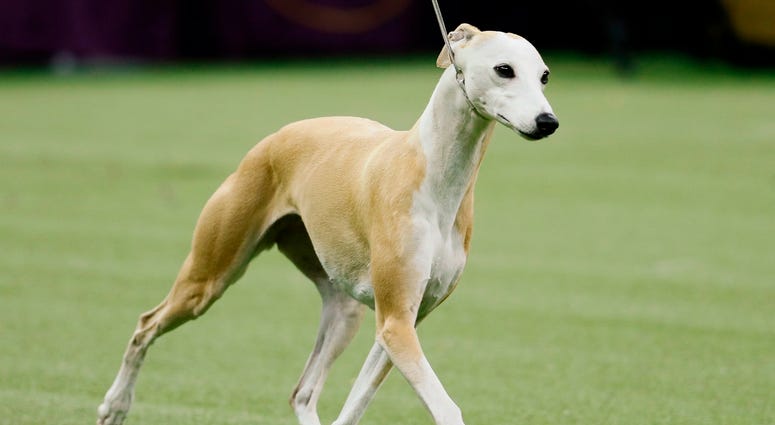 Westminster Dog Show