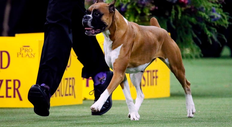 Westminster Dog Show