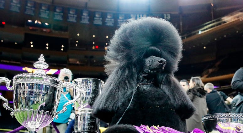 Westminster Dog Show
