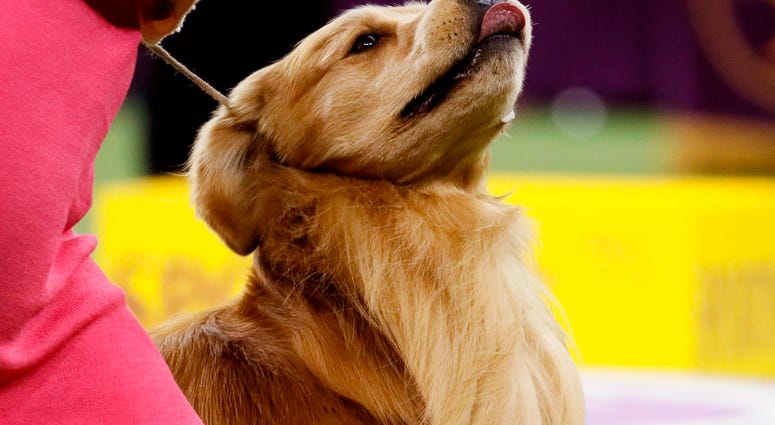 Westminster Dog Show