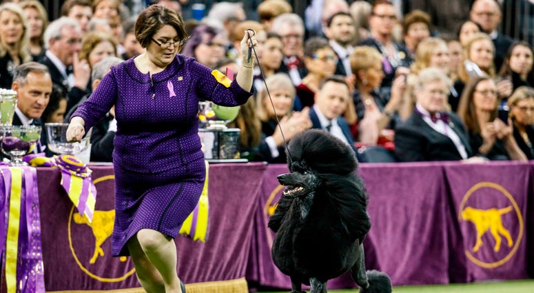 Westminster Dog Show