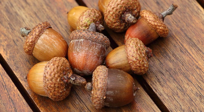 Masting: Why acorns are fallings from trees at a higher than usual rate in Minnesota | WCCO