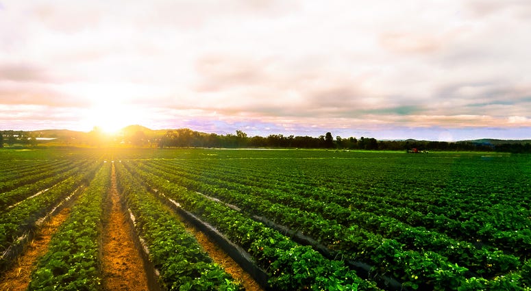 Farming