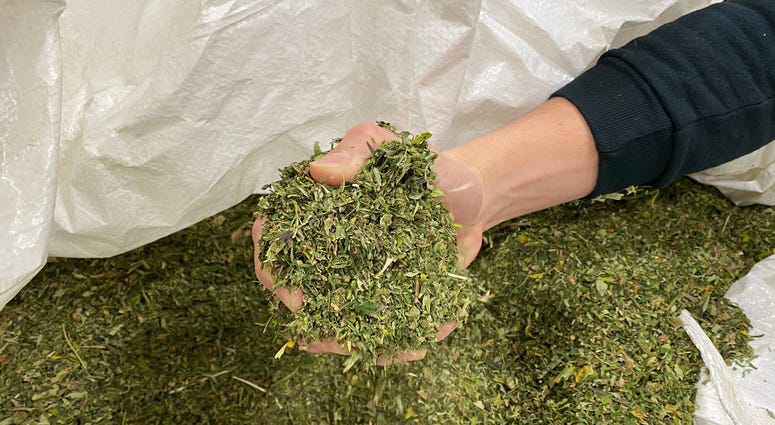 Hemp biomass