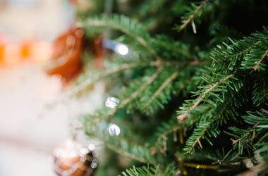 Christmas Tree Branches